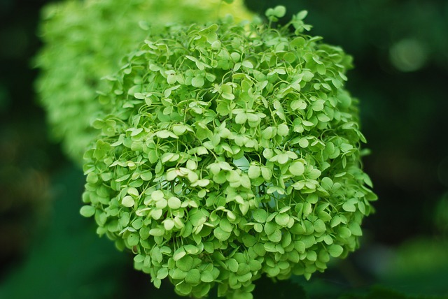 Zelená hortenzia.jpg